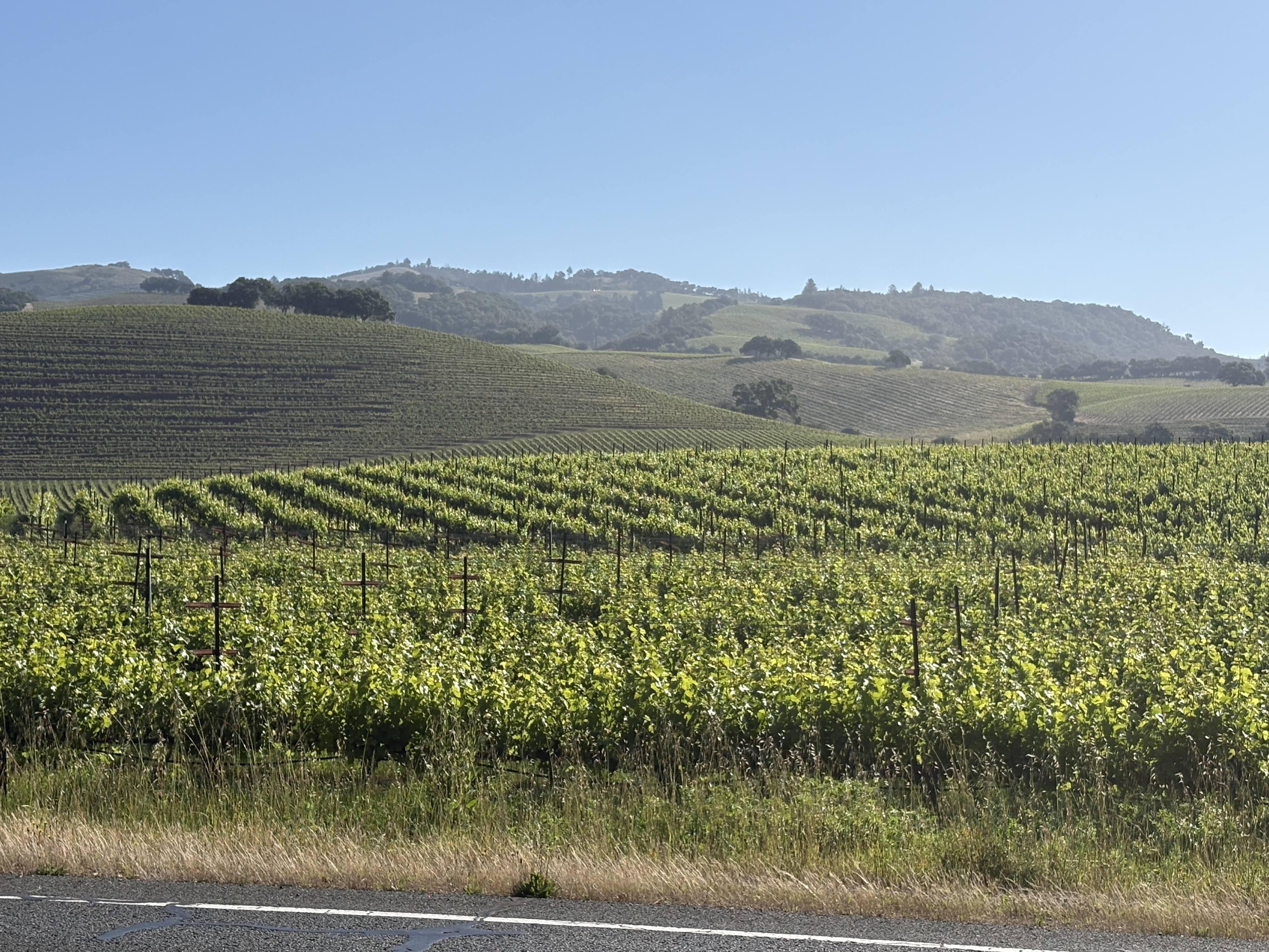 California wine country vineyards and rolling hills