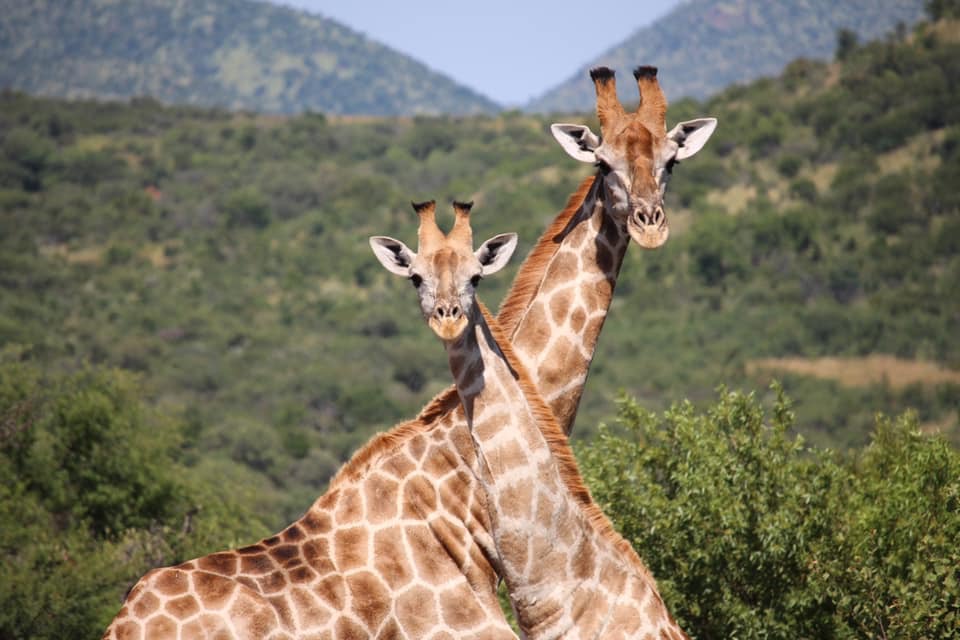 Giraffes on the South African savanna